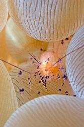 Shrimp tucked into bubble coral. Canon 20D & 60mm macro, ... by Kristin Anderson 